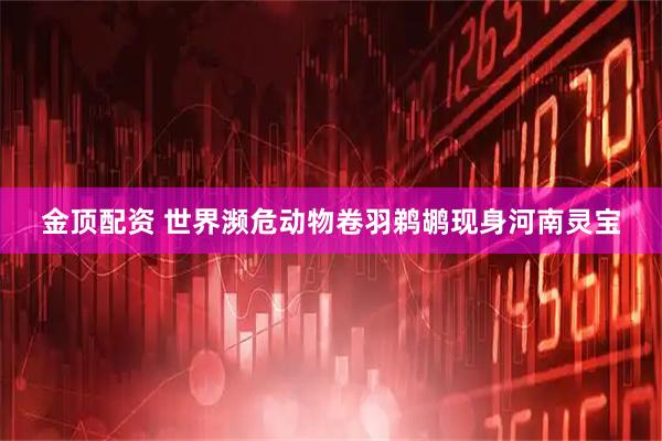 金顶配资 世界濒危动物卷羽鹈鹕现身河南灵宝